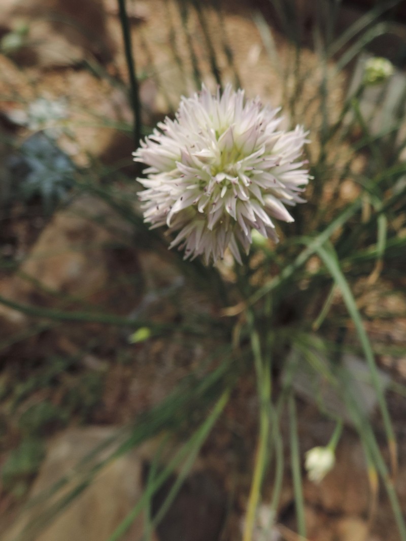 Allium glomeratum