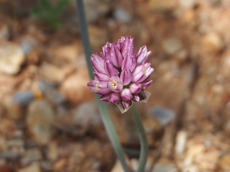 Allium gomphrenoides