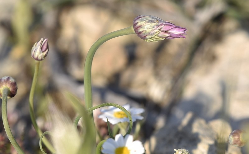 Allium gomphrenoides photo 2