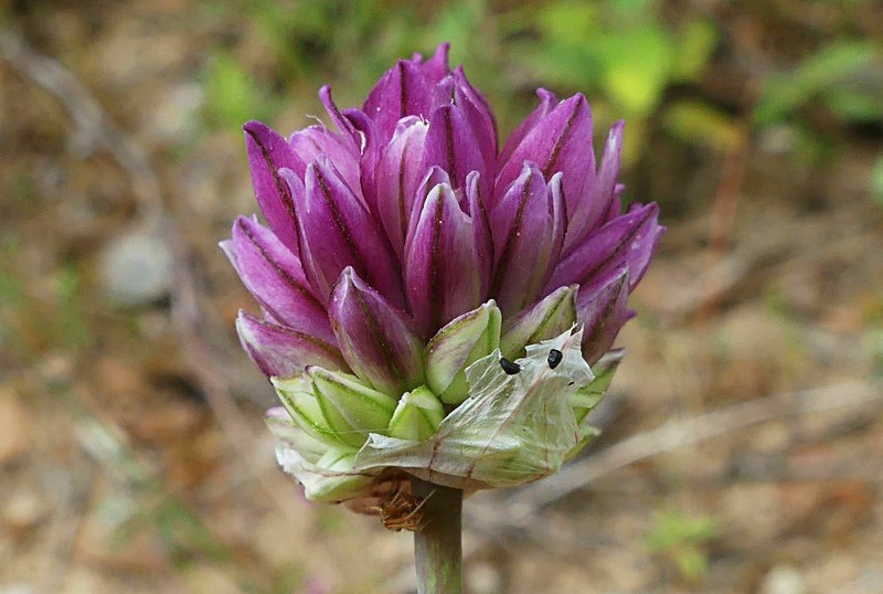 Allium gomphrenoides photo 3