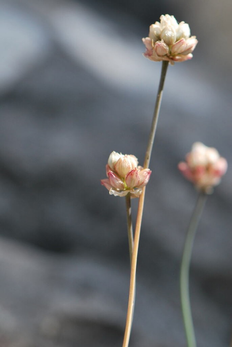 Allium gomphrenoides photo 4