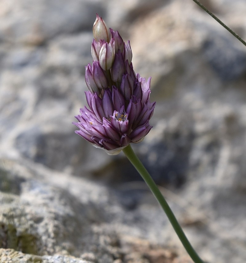 Allium gomphrenoides photo 5