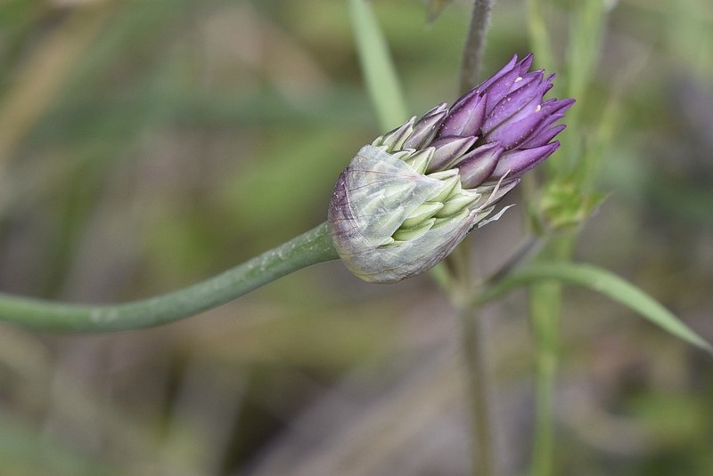 Allium gomphrenoides photo 6