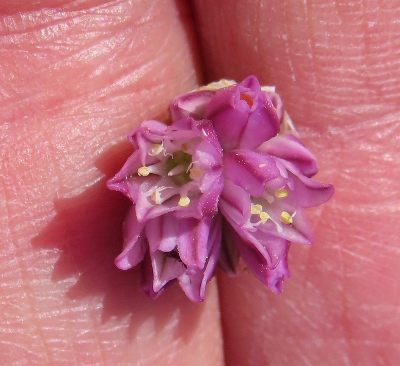 Allium gomphrenoides photo 7