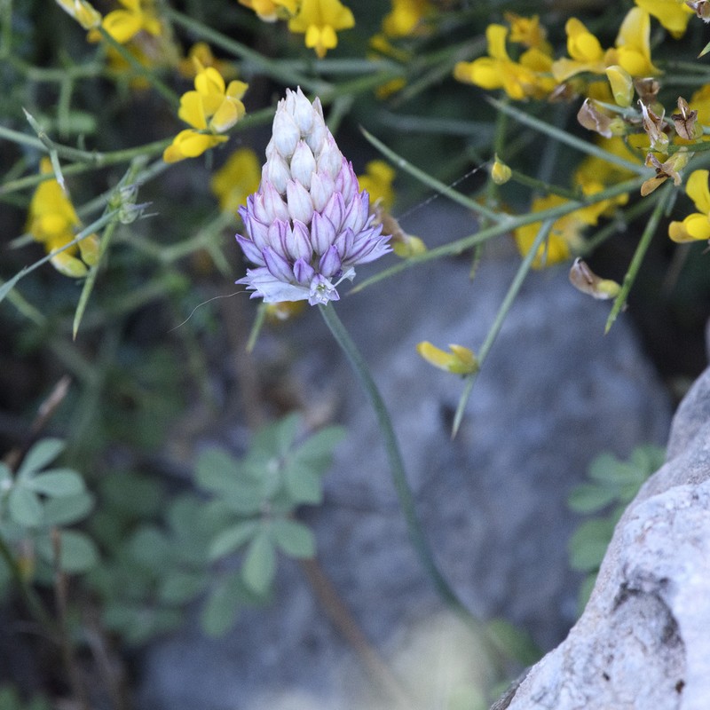 Allium gomphrenoides photo 8