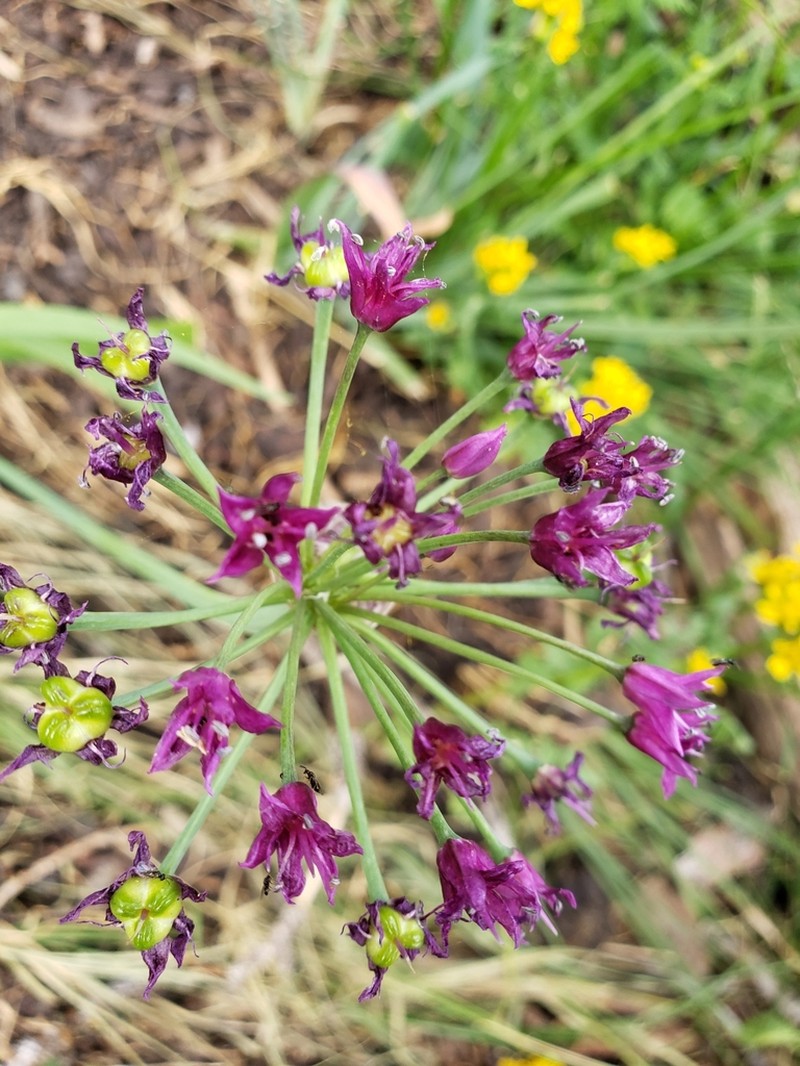 Goodding's Onion photo 4