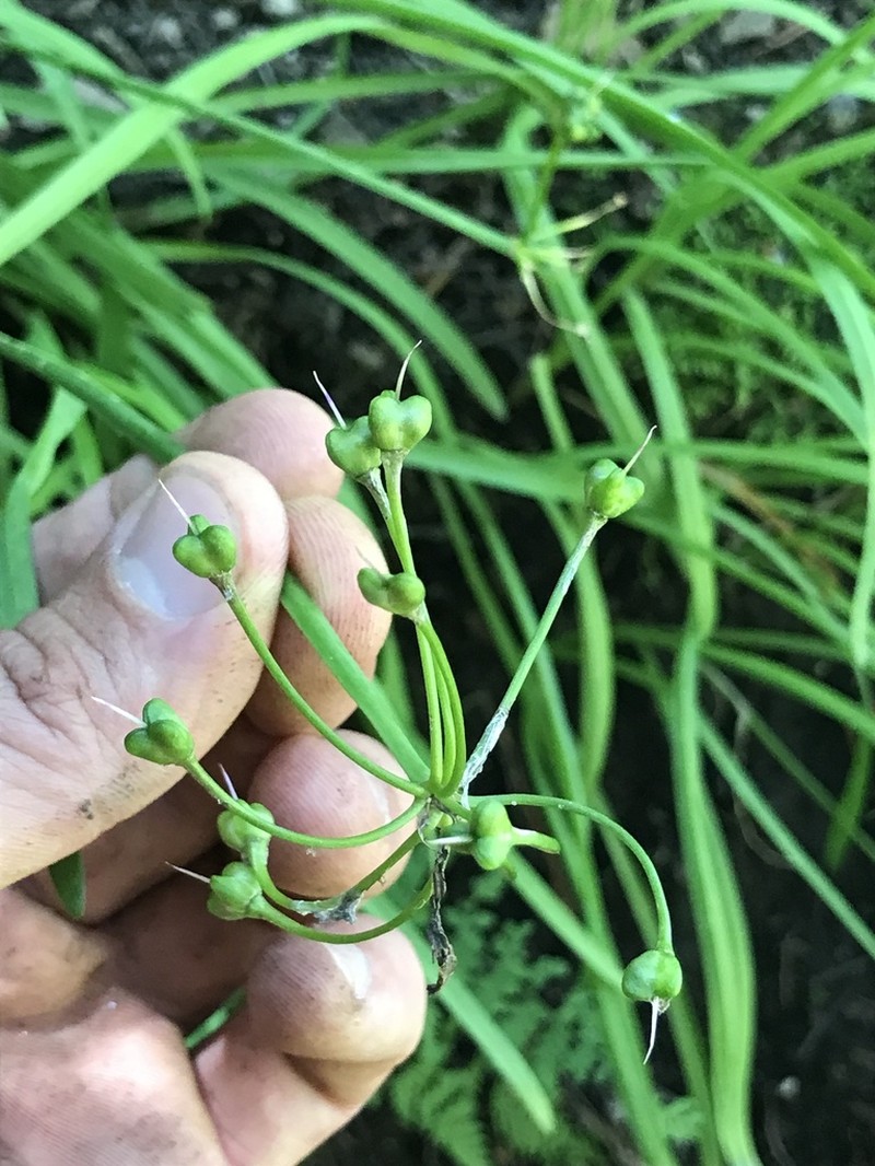 Goodding's Onion photo 6