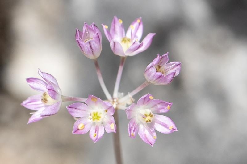 Allium goulimyi