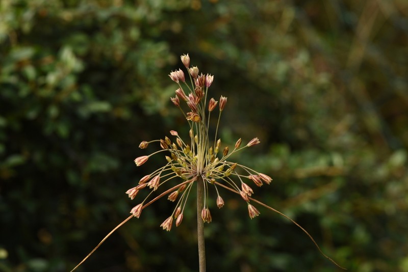 Allium goumenissanum