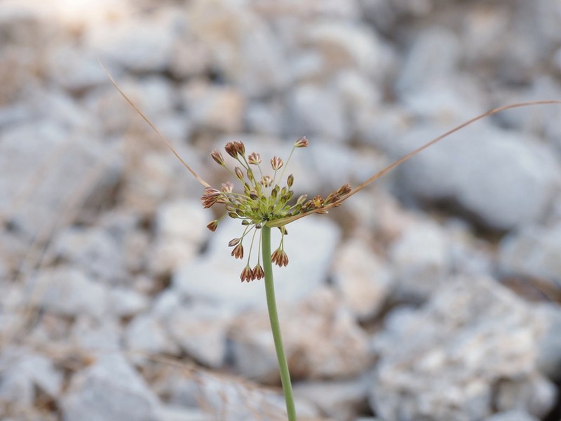 Allium goumenissanum photo 2