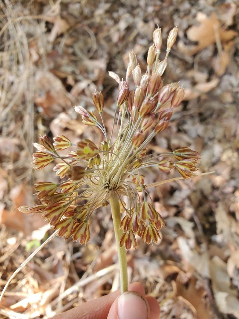 Allium goumenissanum photo 4