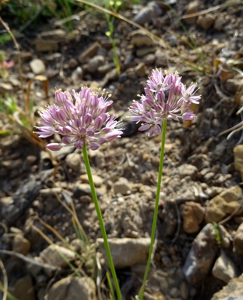 Allium gracillimum