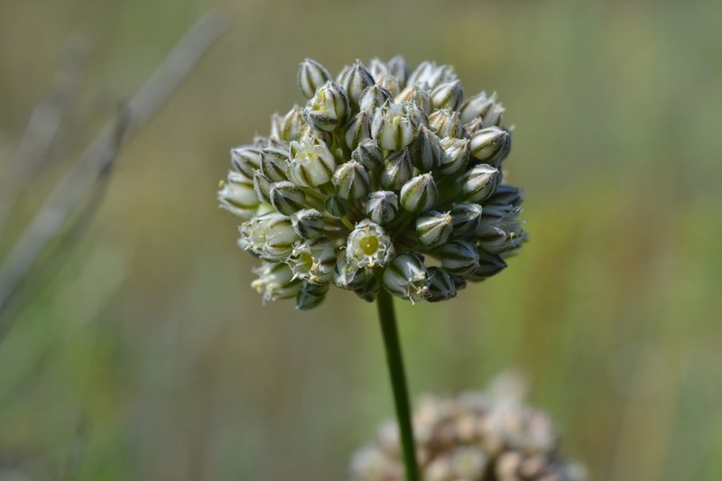Allium gramineum
