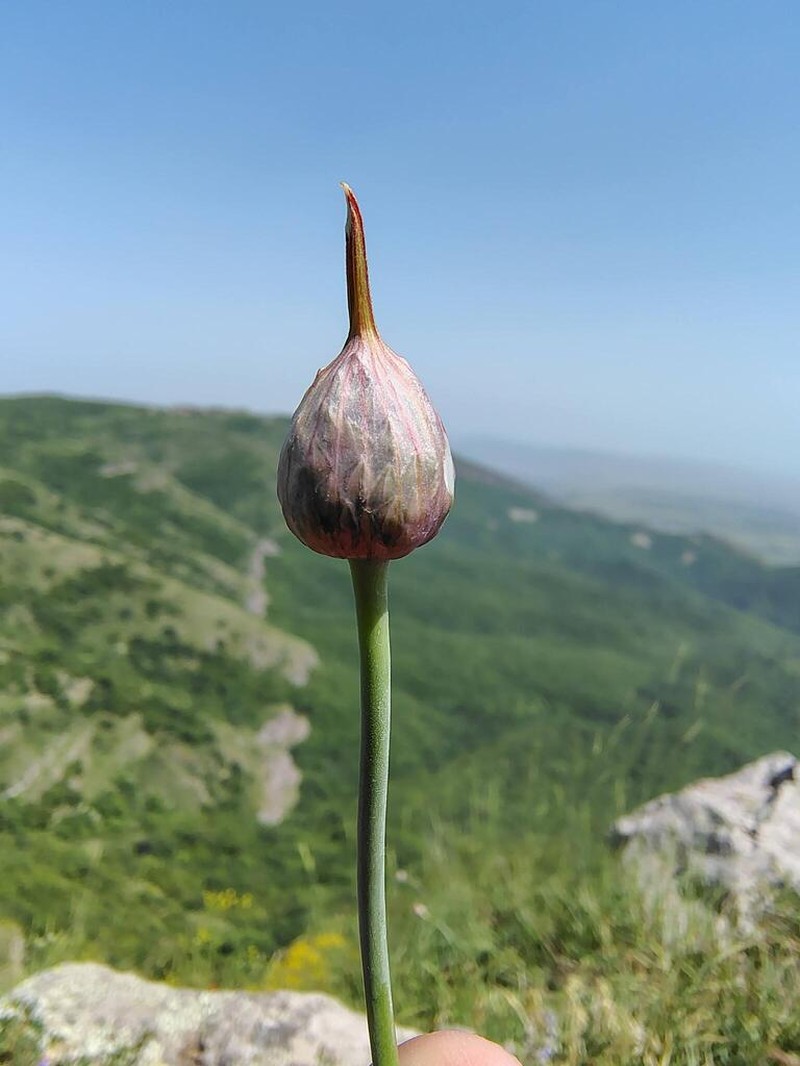 Allium gramineum photo 2