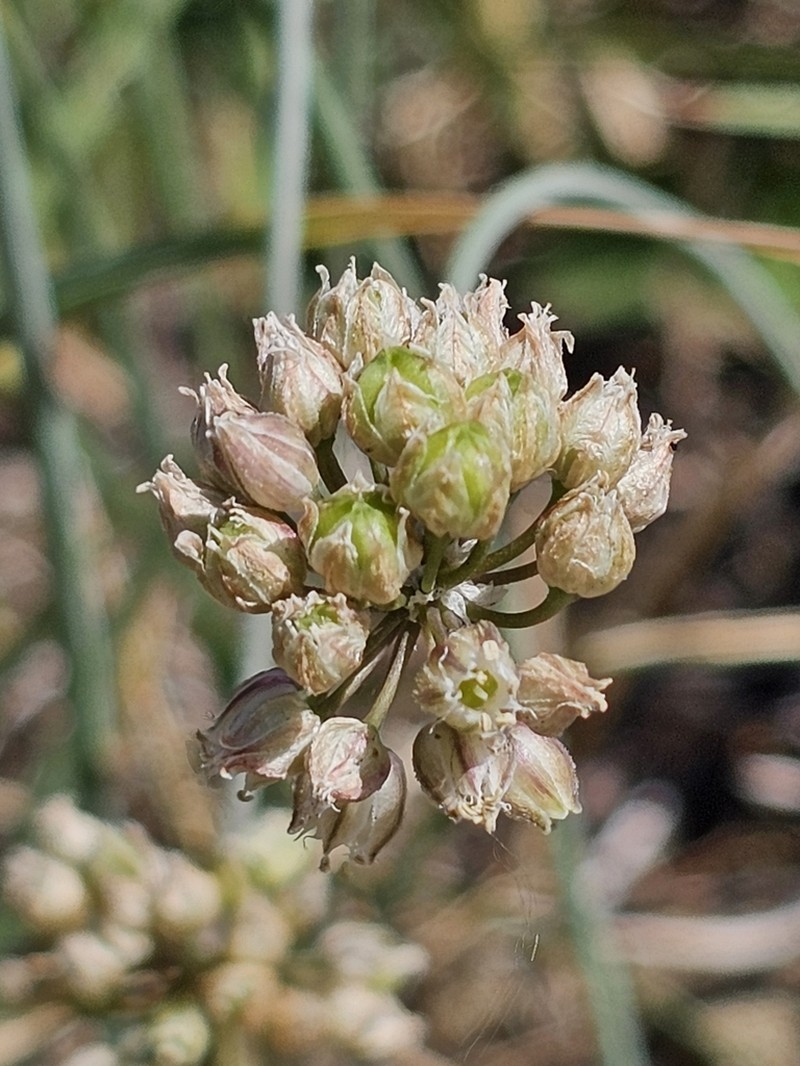 Allium gramineum photo 4