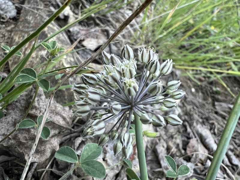 Allium gramineum photo 5
