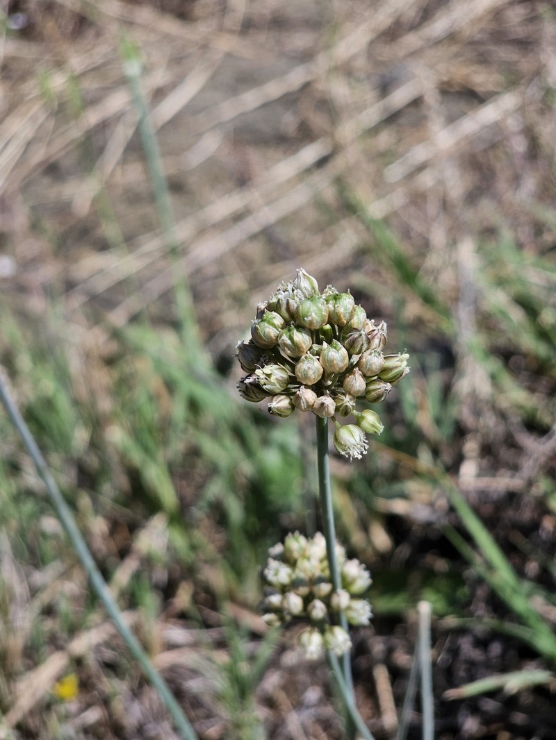 Allium gramineum photo 6