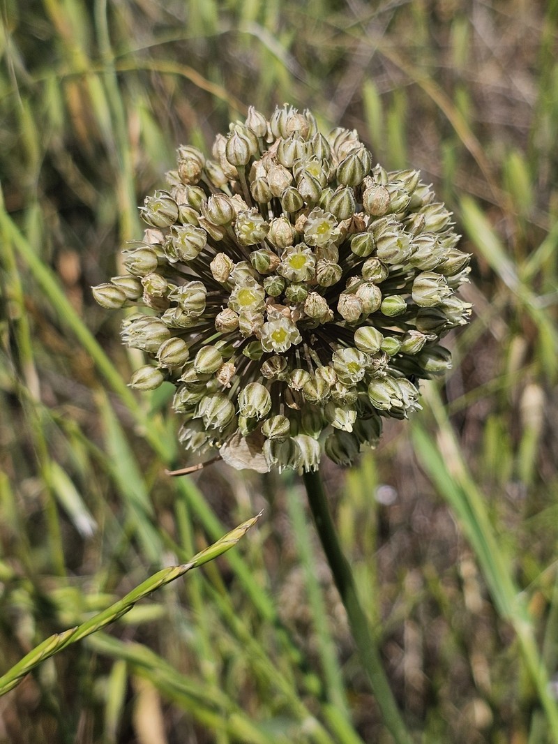 Allium gramineum photo 7