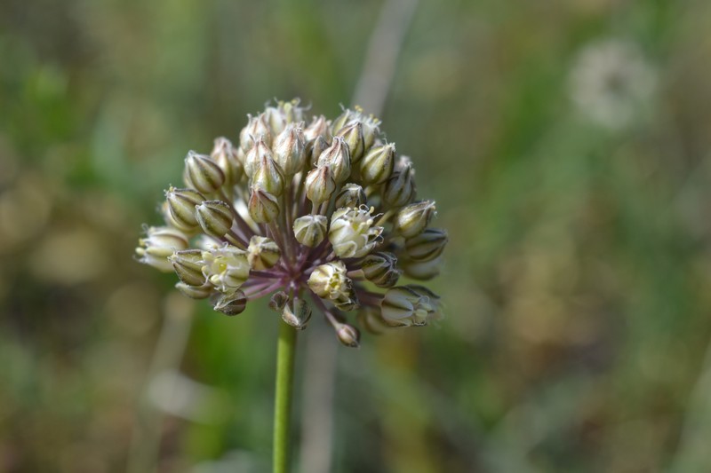 Allium gramineum photo 8