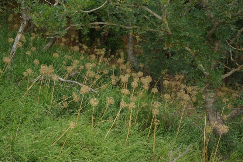 Allium grande