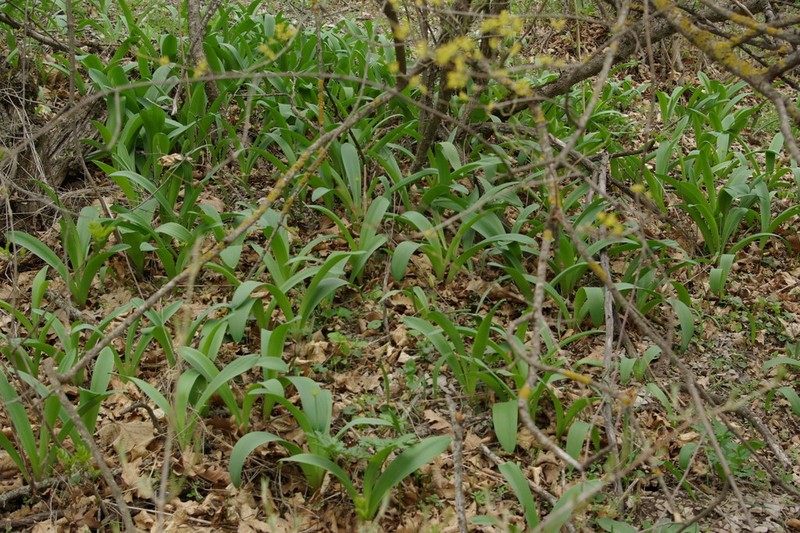 Allium grande photo 2