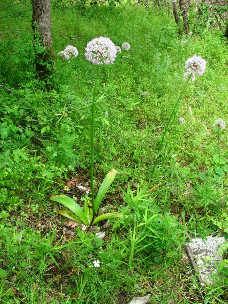 Allium grande photo 3