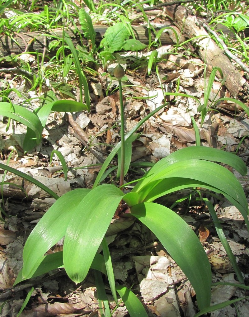 Allium grande photo 4