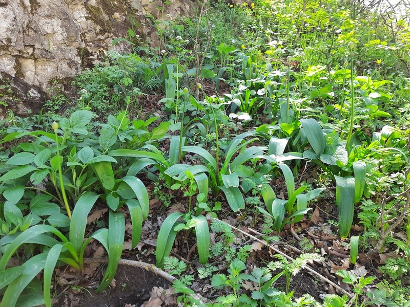 Allium grande photo 6
