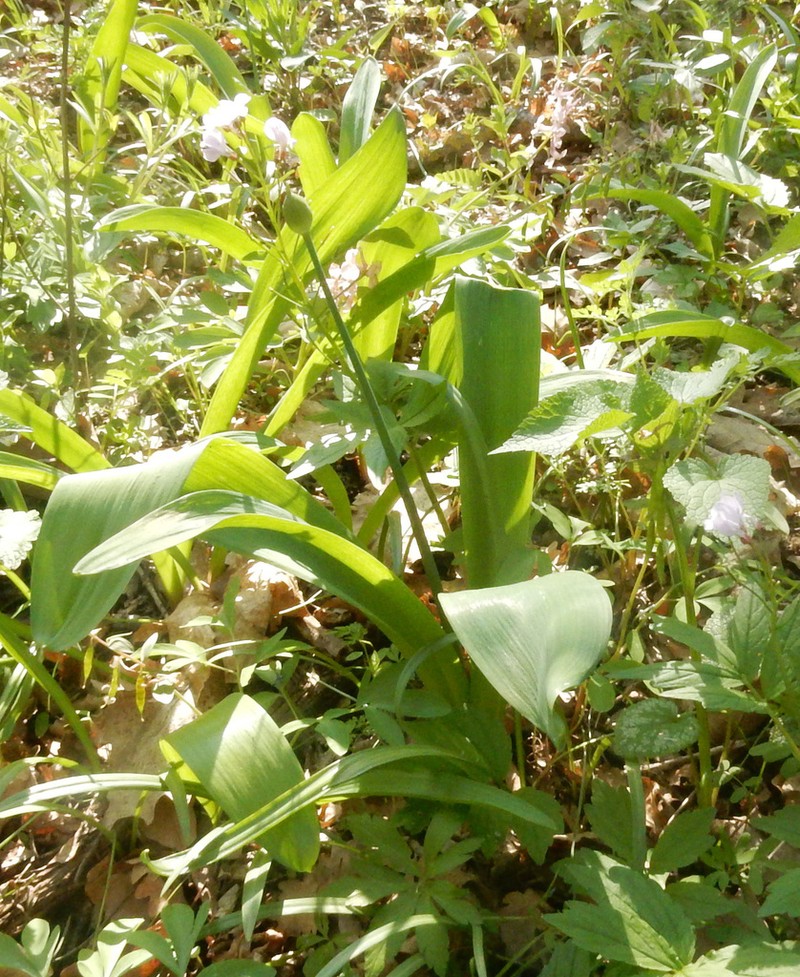 Allium grande photo 7