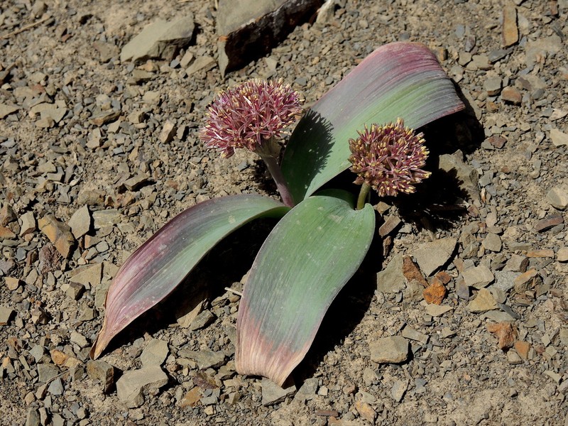 Allium graveolens