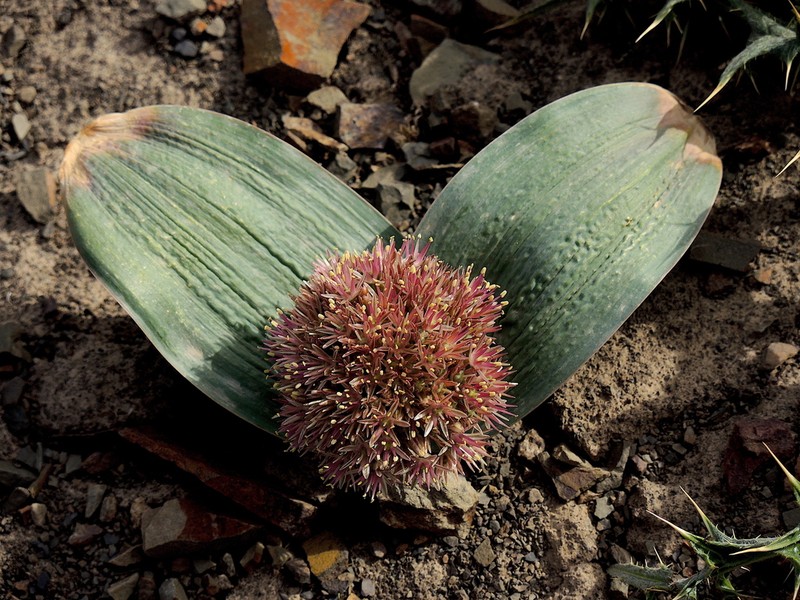 Allium graveolens photo 2