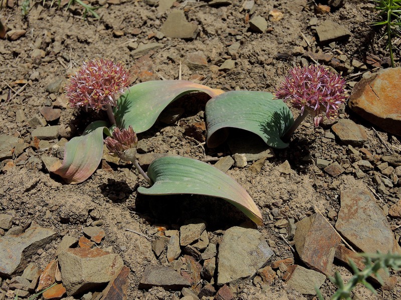 Allium graveolens photo 3