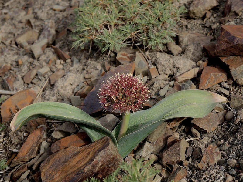 Allium graveolens photo 4