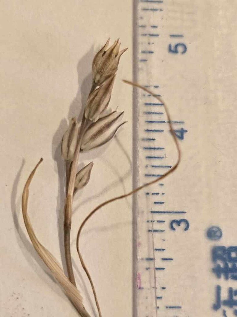 Allium greuteri