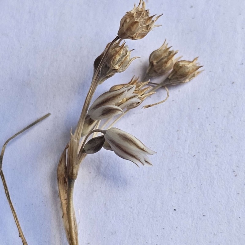 Allium greuteri photo 2