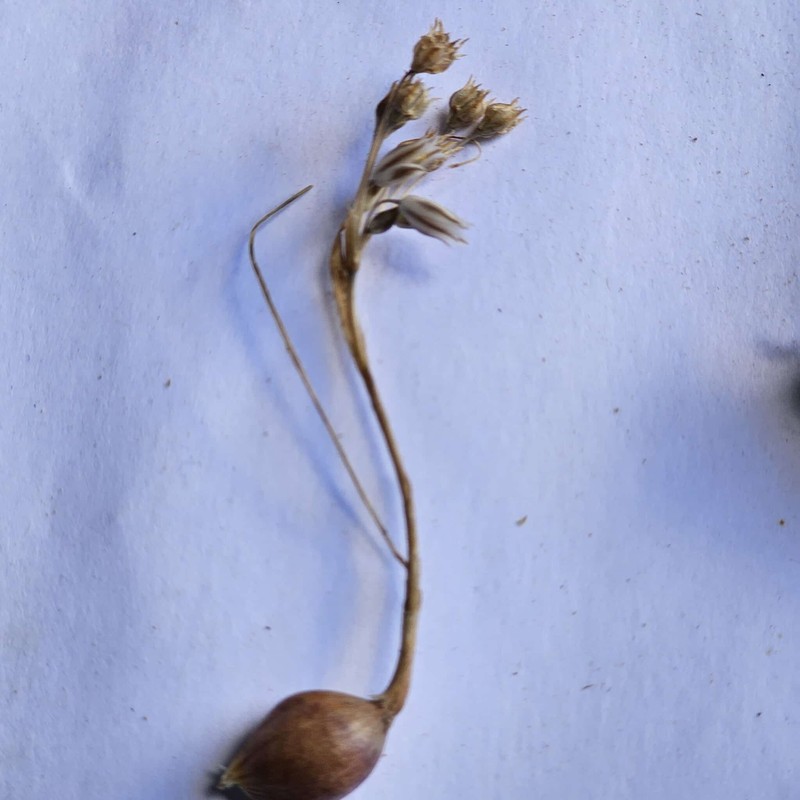Allium greuteri photo 3