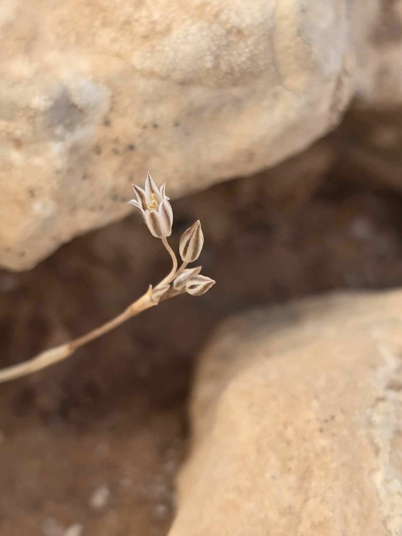Allium greuteri photo 4