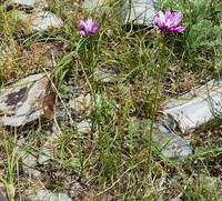 Allium griffithianum