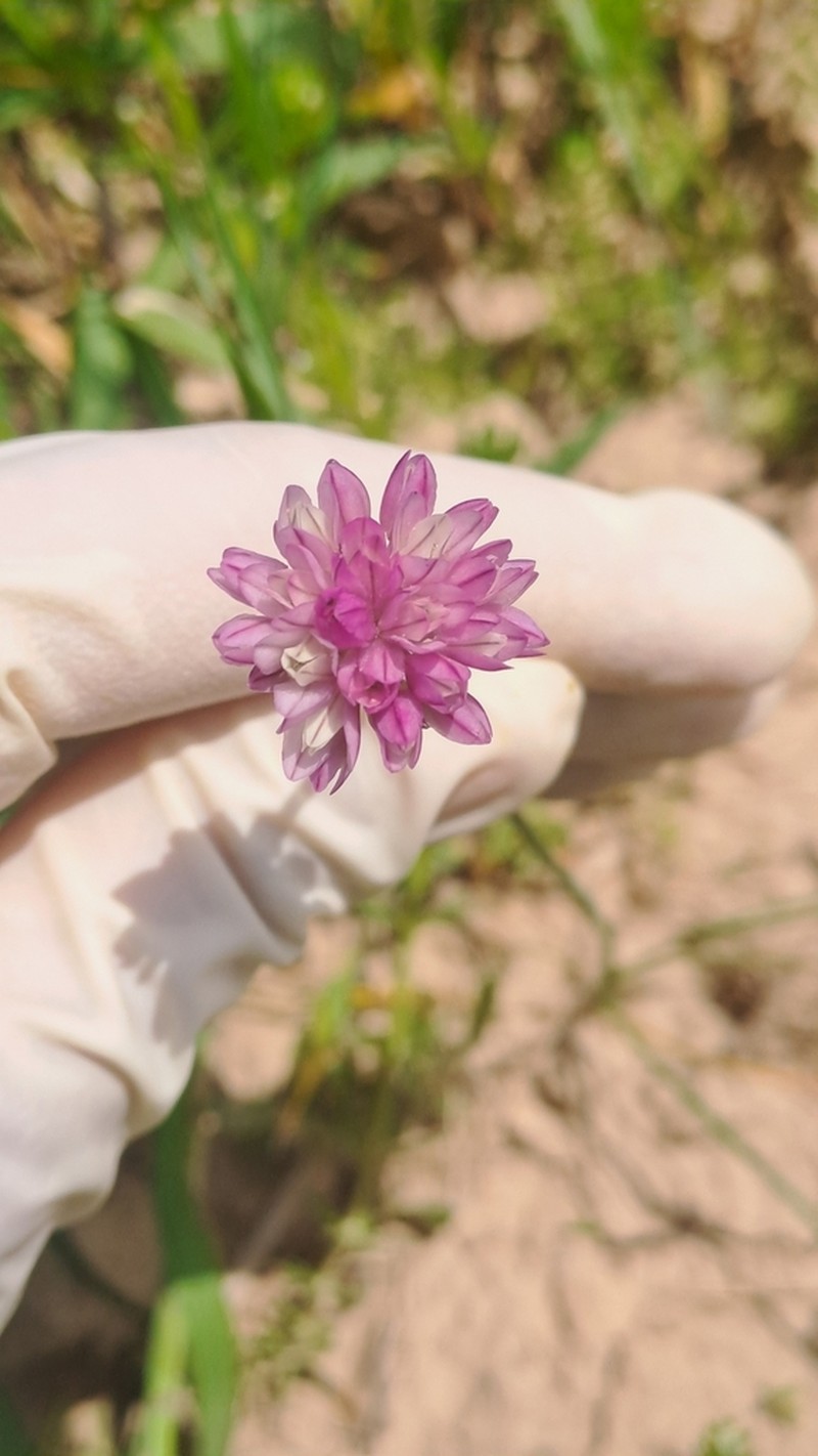 Allium griffithianum photo 2