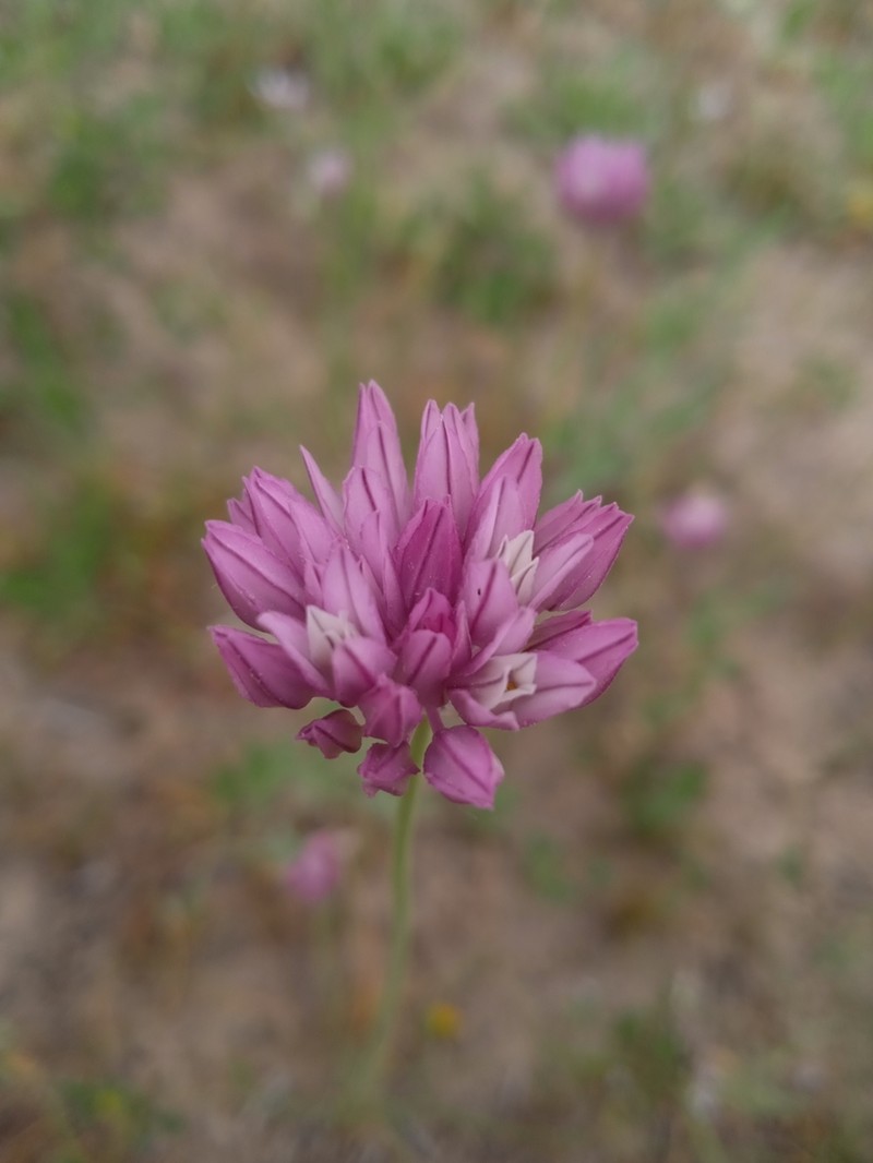 Allium griffithianum photo 3