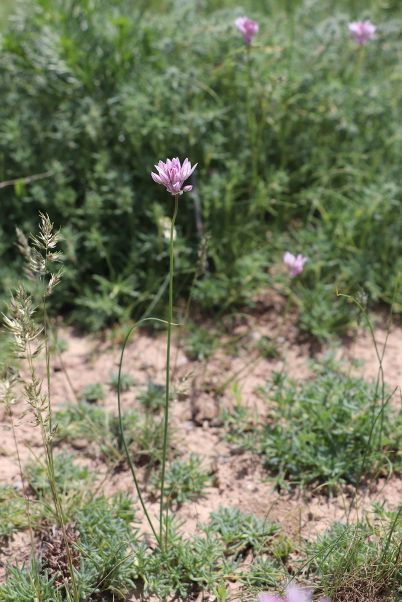 Allium griffithianum photo 4