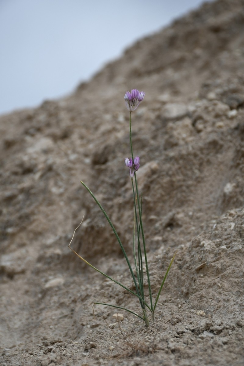 Allium griffithianum photo 5