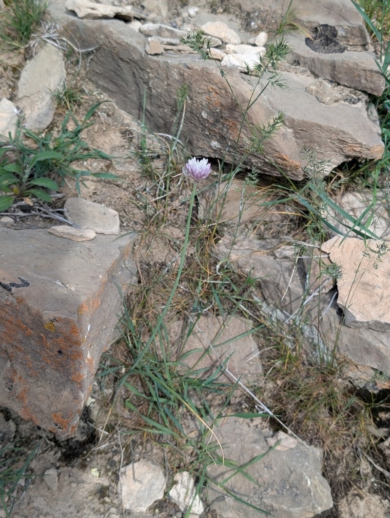 Allium griffithianum photo 6