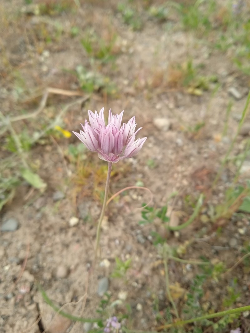 Allium griffithianum photo 7