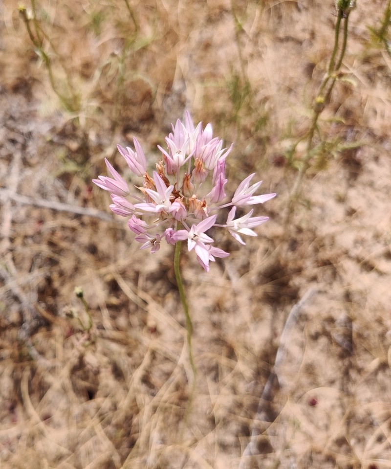 Allium griffithianum photo 8