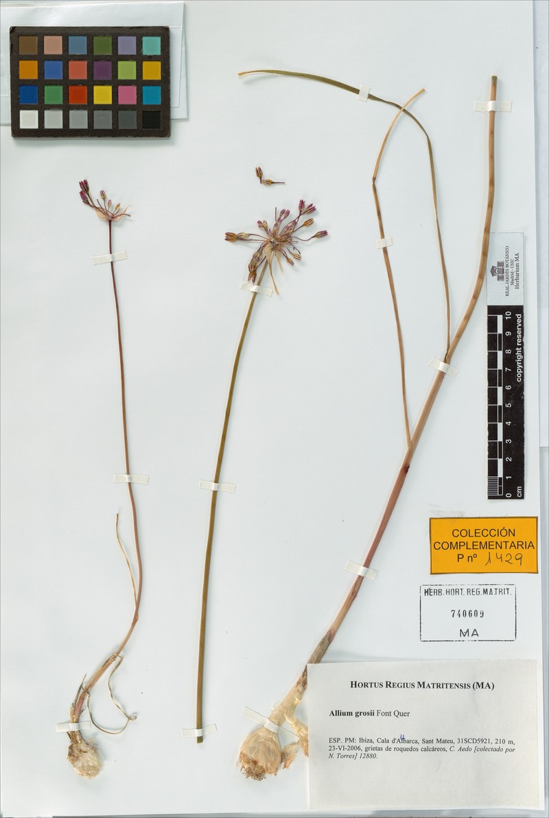 Allium grosii