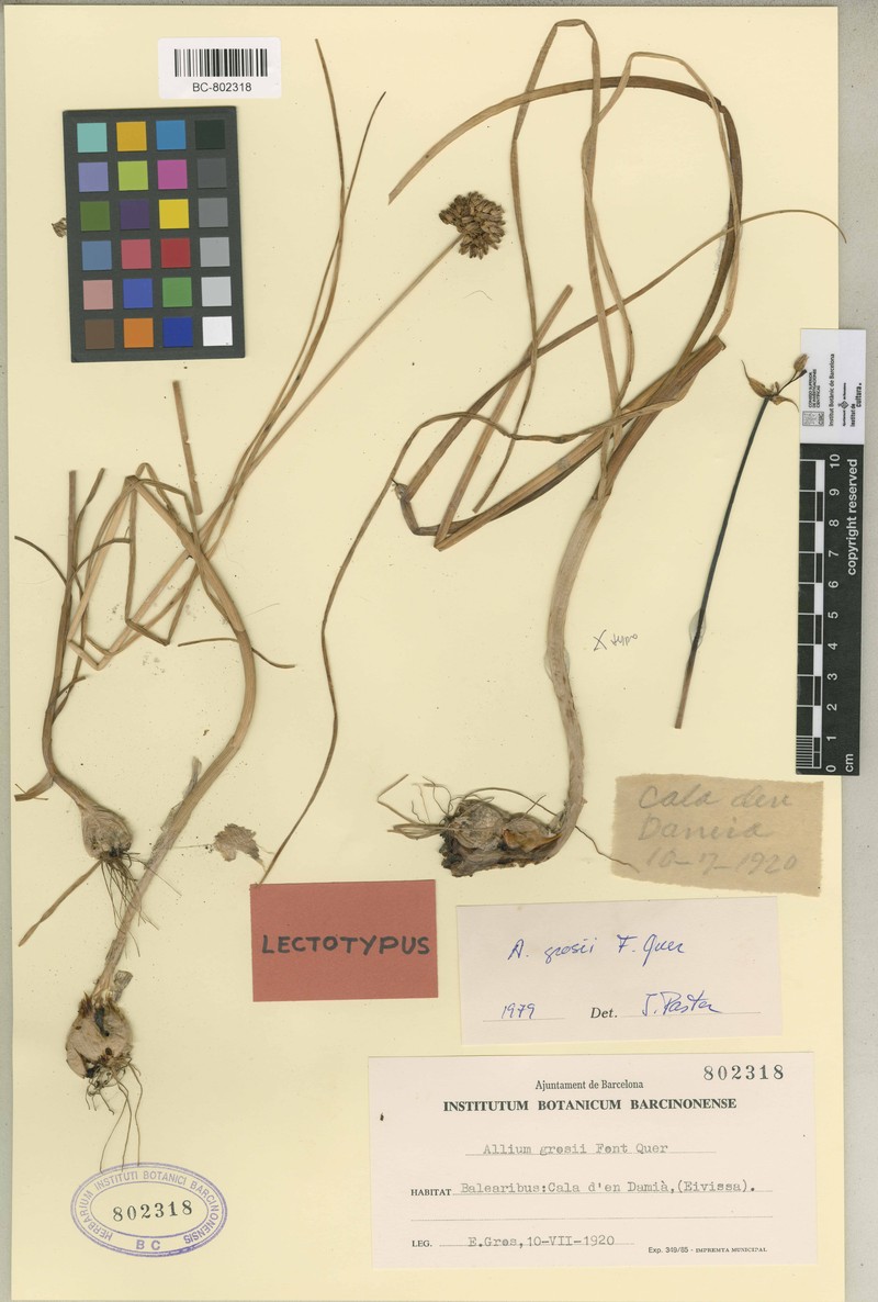 Allium grosii photo 2