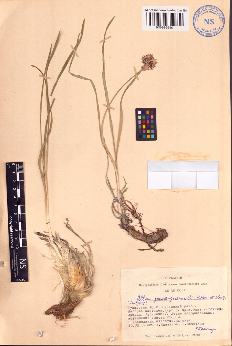 Allium grumm-grshimailoi