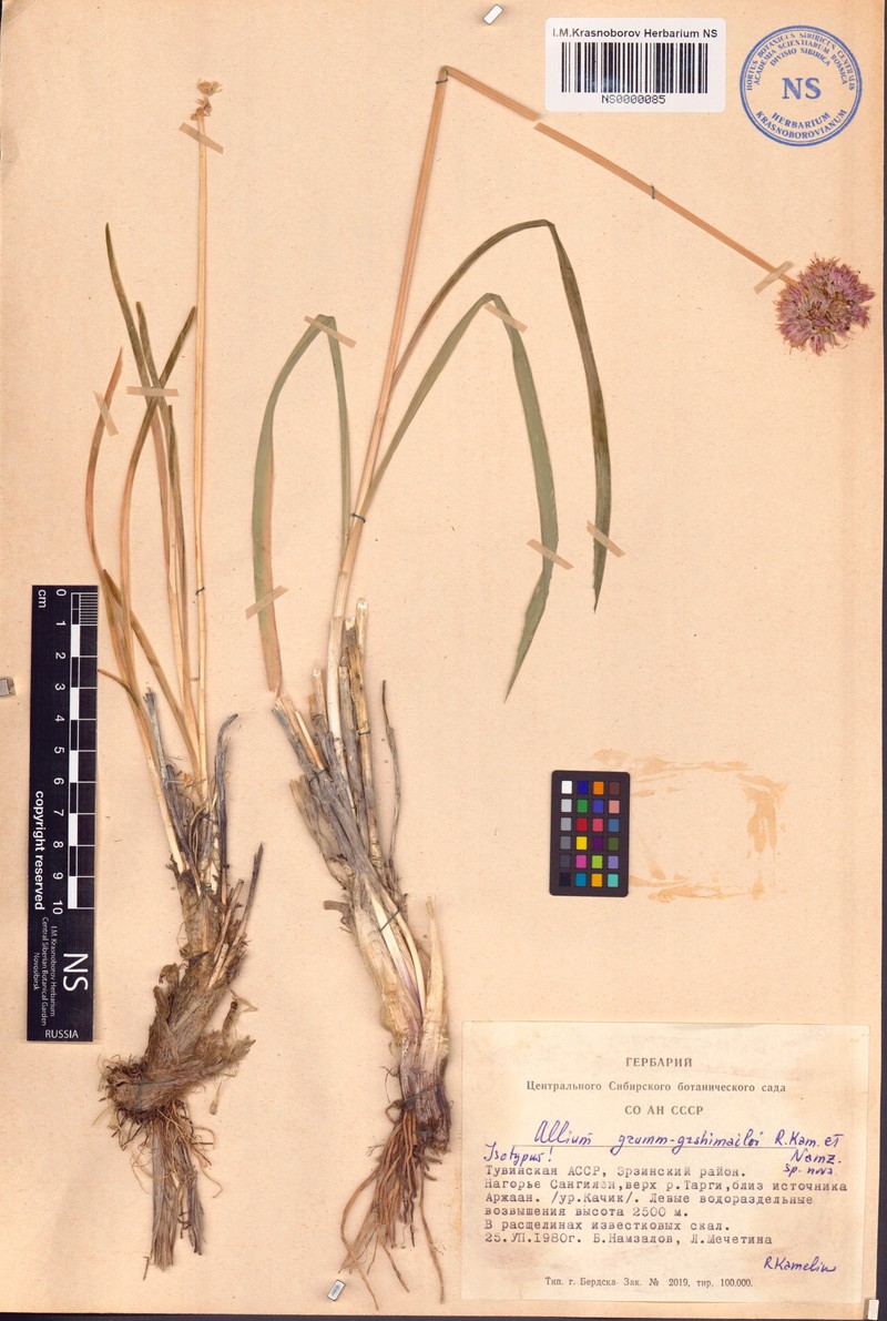 Allium grumm-grshimailoi photo 2