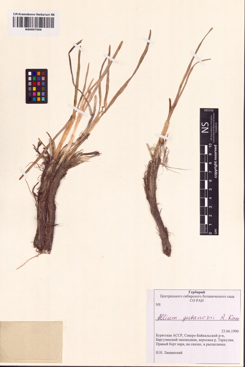 Allium gubanovii photo 3